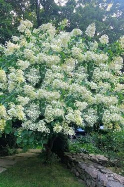 Tardiva Hydrangea - 3 Gallon Pot 8 Tardiva Hydrangea - 3 Gallon Pot -Garden Plant Shop Hydrangea Tardiva 16