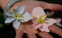 Tuff Stuff Ah-Ha Mountain Hydrangea - 3 Gallon Pot 10 Tuff Stuff Ah-Ha Mountain Hydrangea - 3 Gallon Pot -Garden Plant Shop Hydrangea Tuff Stuff 3