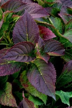Tuff Stuff Ah-Ha Mountain Hydrangea - 3 Gallon Pot 11 Tuff Stuff Ah-Ha Mountain Hydrangea - 3 Gallon Pot -Garden Plant Shop Hydrangea Tuff Stuff 4