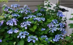 Twist-N-Shout Endless Summer Hydrangea - 1 Gallon Pot -Garden Plant Shop Hydrangea Twist N Shout Blue Flowers 3 1