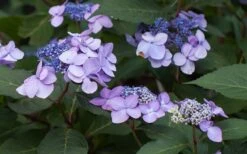 Twist-N-Shout Endless Summer Hydrangea - 1 Gallon Pot -Garden Plant Shop Hydrangea Twist N Shout Lavender Flowers 2 1
