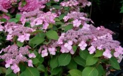 Twist-N-Shout Endless Summer Hydrangea - 3 Gallon Pot -Garden Plant Shop Hydrangea Twist N Shout Pink Flowers 2
