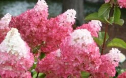 Vanilla Strawberry Hydrangea - 3 Gallon Pot -Garden Plant Shop Hydrangea Vanilla Strawberry 3