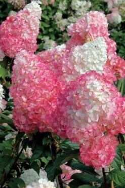 Vanilla Strawberry Hydrangea - 1 Gallon Pot 12 Vanilla Strawberry Hydrangea - 1 Gallon Pot -Garden Plant Shop Hydrangea Vanilla Strawberry BS 1
