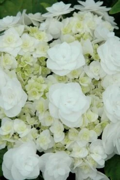 Double Delights Wedding Gown Lacecap Hydrangea - 3 Gallon Pot -Garden Plant Shop Hydrangea Wedding Gown 2