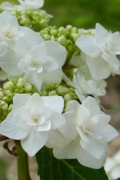 Double Delights Wedding Gown Lacecap Hydrangea - 3 Gallon Pot -Garden Plant Shop Hydrangea Wedding Gown 23