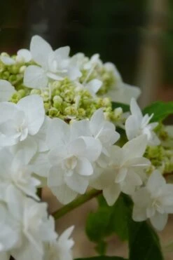 Double Delights Wedding Gown Lacecap Hydrangea - 3 Gallon Pot -Garden Plant Shop Hydrangea Wedding Gown 4