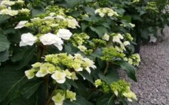 Double Delights Wedding Gown Lacecap Hydrangea - 3 Gallon Pot -Garden Plant Shop Hydrangea Wedding Gown 6