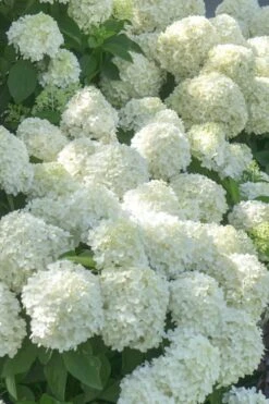 White Wedding Hydrangea - 2 Gallon Pot -Garden Plant Shop Hydrangea White Wedding 5 x750