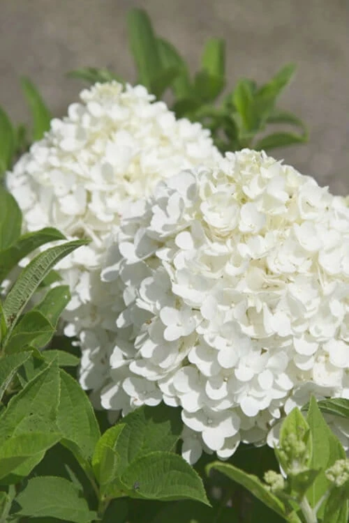 White Wedding Hydrangea - 3 Gallon Pot 1 White Wedding Hydrangea - 3 Gallon Pot