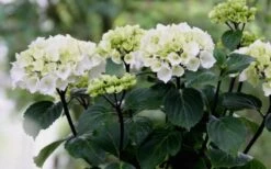Zebra Hydrangea - 1 Gallon Pot -Garden Plant Shop Hydrangea Zebra Flowers