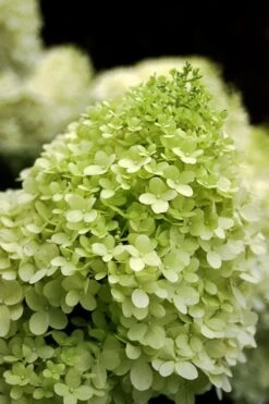 Limelight PeeGee Hydrangea - Single Trunk Topiary Tree - 5 Gallon Pot -Garden Plant Shop Hydrangea limelightf BS 1