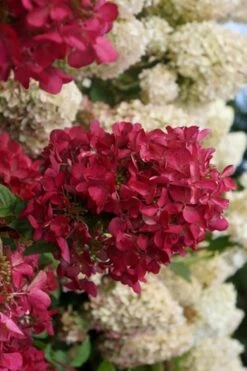 Diamond Rouge Hydrangea - 3 Gallon Pot