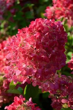 Diamond Rouge Hydrangea - 3 Gallon Pot -Garden Plant Shop Hydrangia Diamond Rouge 5