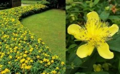 Creeping St Johns Wort - Hypericum Calycinum - 18 Pack Of Pint Pots -Garden Plant Shop Hypericum Calycinum 2
