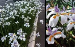 White African Iris - Fortnight Lily - Dietes Iridioides - 1 Gallon Pot -Garden Plant Shop Iris African White 3
