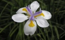White African Iris - Fortnight Lily - Dietes Iridioides - 1 Gallon Pot -Garden Plant Shop Iris African White Flower