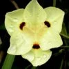 Yellow Butterfly African Iris - Dietes Bicolor - 1 Gallon Pot