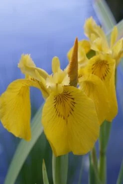 Yellow Flag Iris - 8 Pack Of 1 Gallon Pots -Garden Plant Shop Iris Yellow Flag 2