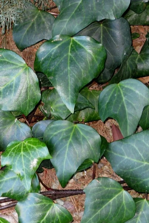 Algerian Ivy - Hedera Helix - 10 Count Flat Of Pint Pots 1 Algerian Ivy - Hedera Helix - 10 Count Flat Of Pint Pots