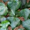 Algerian Ivy - Hedera Helix - 6 Pack Of Pint Pots