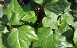 Algerian Ivy - Hedera Helix - 6 Pack Of Pint Pots -Garden Plant Shop Ivy Algerian Closeup 3