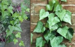 Algerian Ivy - Hedera Helix - 6 Pack Of Pint Pots -Garden Plant Shop Ivy Algerian Combo 3