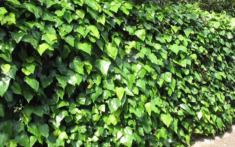 Algerian Ivy - Hedera Helix - 10 Count Flat Of Pint Pots 5 Algerian Ivy - Hedera Helix - 10 Count Flat Of Pint Pots - Image 5