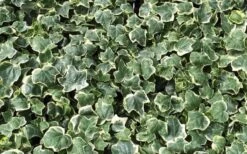 Anne Marie White Variegated Ivy (Hedera Helix) - 10 Count Flat Of Pint Pots -Garden Plant Shop Ivy Anne Marie 2