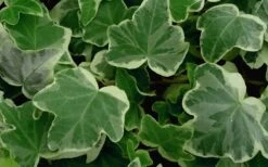 Anne Marie White Variegated Ivy (Hedera Helix) - 6 Pack Of 2.5" Pots -Garden Plant Shop Ivy Anne Marie 50 1