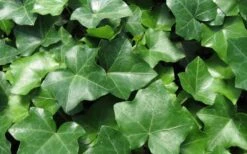 English Ivy (Hedera Helix) - 72 Pack Of 3.5" Pots 9 English Ivy (Hedera Helix) - 72 Pack Of 3.5" Pots -Garden Plant Shop Ivy English 1 1