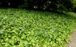 English Ivy - Hedera Helix - 18 Count Flat Of Pint Pots -Garden Plant Shop Ivy English 2