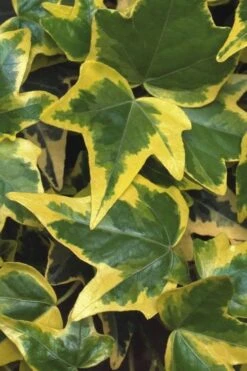 Gold Child Ivy (Hedera Helix) - 10 Pack Of Pint Pots -Garden Plant Shop Ivy Gold Child 1 1