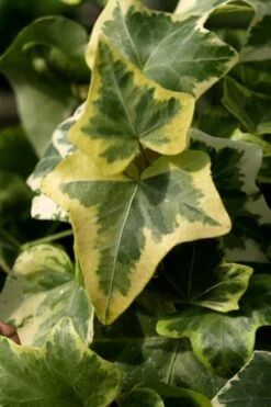 Gold Child Ivy (Hedera Helix) - 6 Pack Of Pint Pots -Garden Plant Shop Ivy Gold Child 3