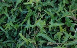 Needlepoint Ivy (Hedera Helix) - 8 Pack Of 2.5" Pots -Garden Plant Shop Ivy Needlepoint 50 1