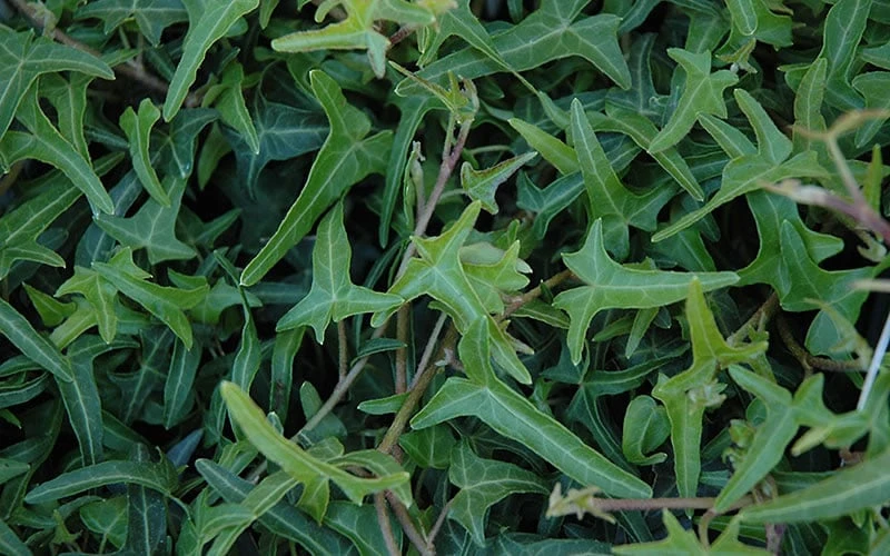 Needlepoint Ivy (Hedera Helix) - 10 Pack Of 4" Pots 4 Needlepoint Ivy (Hedera Helix) - 10 Pack Of 4" Pots - Image 4