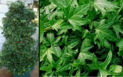 Needlepoint Ivy (Hedera Helix) - 5 Pack Of Pint Pots 9 Needlepoint Ivy (Hedera Helix) - 5 Pack Of Pint Pots -Garden Plant Shop Ivy Needlepoint Combo 2