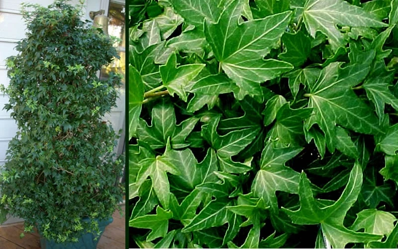 Needlepoint Ivy (Hedera Helix) - 5 Pack Of Pint Pots 5 Needlepoint Ivy (Hedera Helix) - 5 Pack Of Pint Pots - Image 5