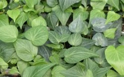 Teardrop Ivy (Hedera Helix) - 10 Pack Of Pint Pots -Garden Plant Shop Ivy Tear Drop