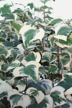 Variegated Algerian Ivy (Hedera Algeriensis 'Gloire De Marengo') - 6 Pack Of Pint Pots -Garden Plant Shop Ivy Variegated Algerian 500x750 1