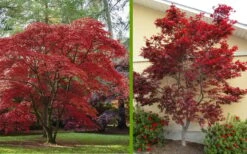 Emperor 1 Japanese Maple - 5 Gallon Pot (4'-5') -Garden Plant Shop Japanese Maple 2 4
