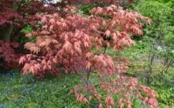 Amber Ghost Japanese Maple - 3 Gallon Pot -Garden Plant Shop Japanese Maple Amber Ghost 6