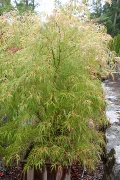 Aoyagi Gawa Strapleaf Japanese Maple - 1 Gallon Pot -Garden Plant Shop Japanese Maple Aoyagi Gawa 1