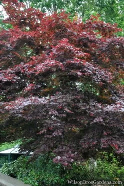 Red Japanese Maple - Acer Palmatum 'Atropurpureum' - 1 Gallon Pot -Garden Plant Shop Japanese Maple Atropurpureum 2