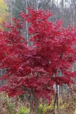 Red Japanese Maple - Acer Palmatum 'Atropurpureum' - 1 Gallon Pot -Garden Plant Shop Japanese Maple Atropurpureum 3