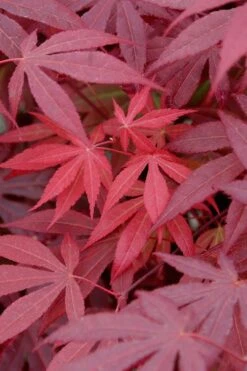 Red Japanese Maple - Acer Palmatum 'Atropurpureum' - 1 Gallon Pot -Garden Plant Shop Japanese Maple Atropurpureum 4
