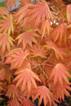 Autumn Moon Japanese Maple - 3 Gallon Pot (2.5 To 3.5')