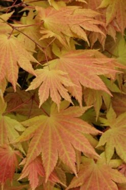 Autumn Moon Japanese Maple - 3 Gallon Pot (2.5 To 3.5') -Garden Plant Shop Japanese Maple Autumn Moon 3 1