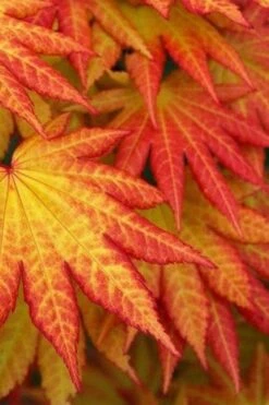 Autumn Moon Japanese Maple - 5 Gallon Pot (3-4') -Garden Plant Shop Japanese Maple Autumn Moon 4 2