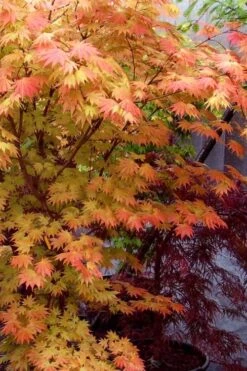 Autumn Moon Japanese Maple - 3 Gallon Pot (3-3.5') -Garden Plant Shop Japanese Maple Autumn Moon 7 3